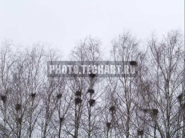 гнезда на деревьях / Растения / деревья