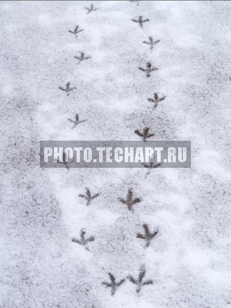 следы птиц / Фоны и фактуры / природные