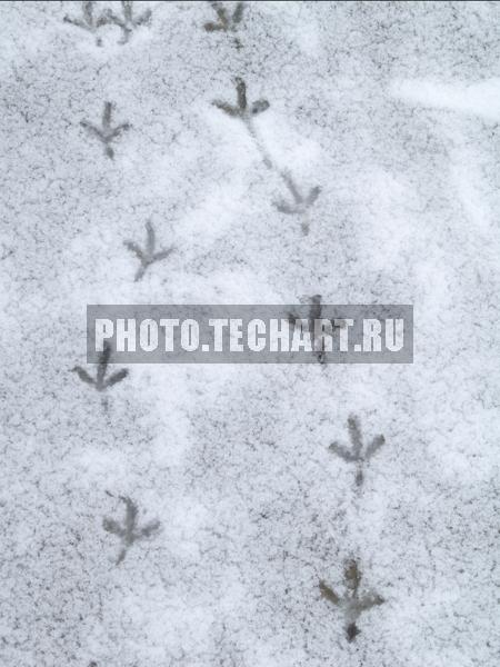 следы птиц / Фоны и фактуры / природные