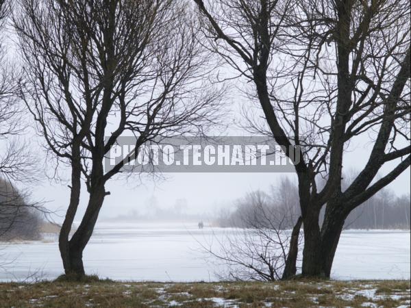 Деревья у замерзшей реки / Растения / деревья