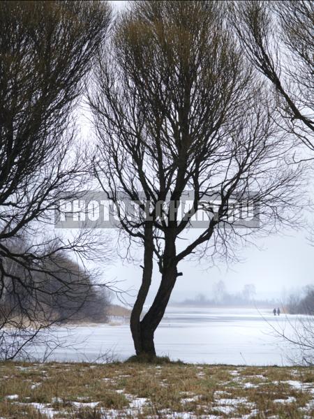 дерево у реки / Растения / деревья