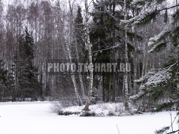 зимний лес / Природа / зимний пейзаж