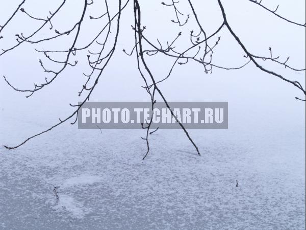 ветки и лед / Природа / осенний пейзаж