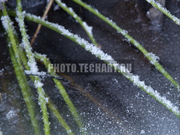 снег на травинке / Фоны и фактуры / природные
