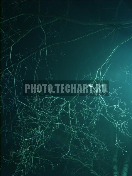 освещенные ветки / Фоны и фактуры / природные