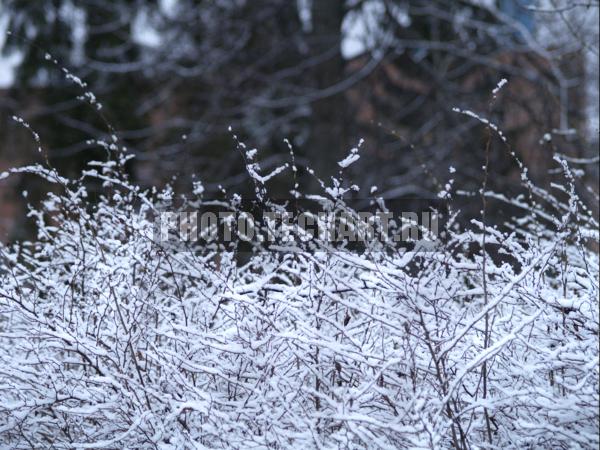 снег на ветвях / Природа / зимний пейзаж