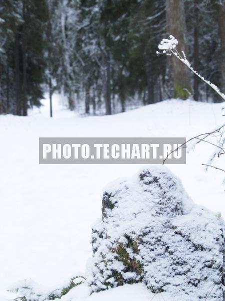 дорога в лес / Природа / зимний пейзаж