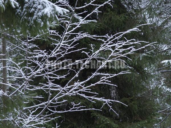 заснеженные ветки / Фоны и фактуры / природные