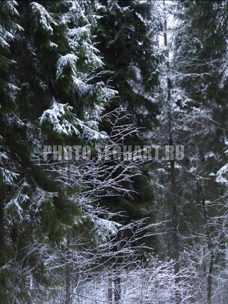 ели / Фоны и фактуры / природные