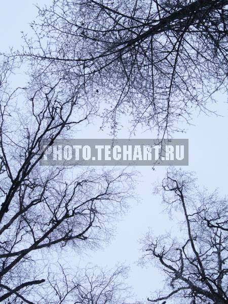 кроны деревьев / Фоны и фактуры / природные