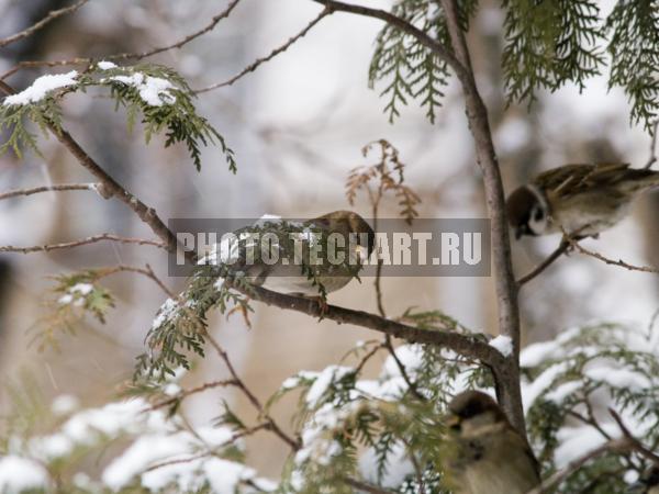 воробей на ветке / Животные / птицы