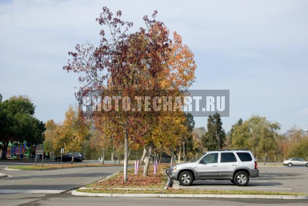 осень в городе / Город, архитектура / городской пейзаж