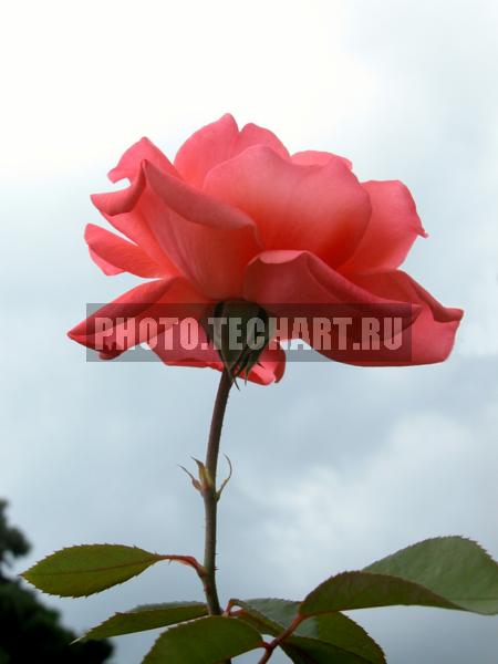 роза / Растения / цветы
