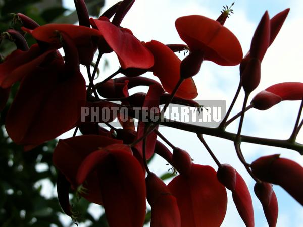 красные цветы / Растения / цветы