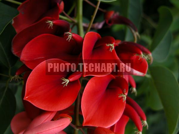 красные цветы / Растения / цветы