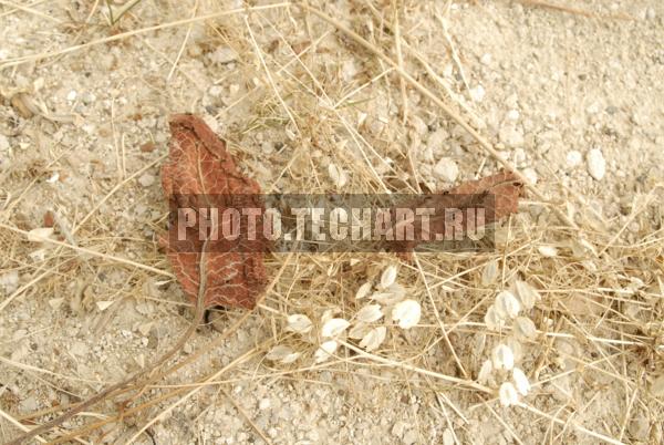 сухие листья / Фоны и фактуры / природные