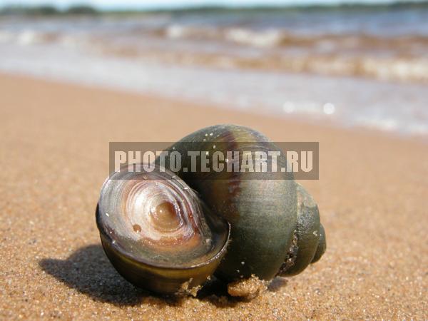 улитка в раковине / Животные / прочее