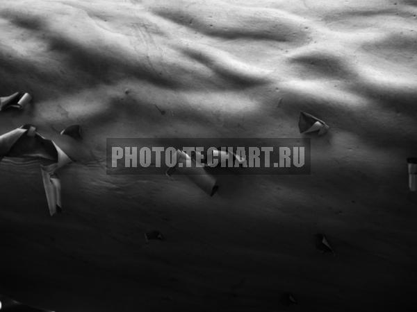 ствол дерева / Фоны и фактуры / природные