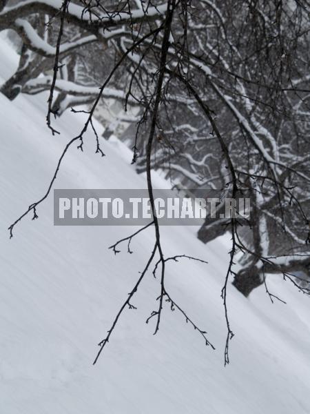 ветка / Природа / зимний пейзаж