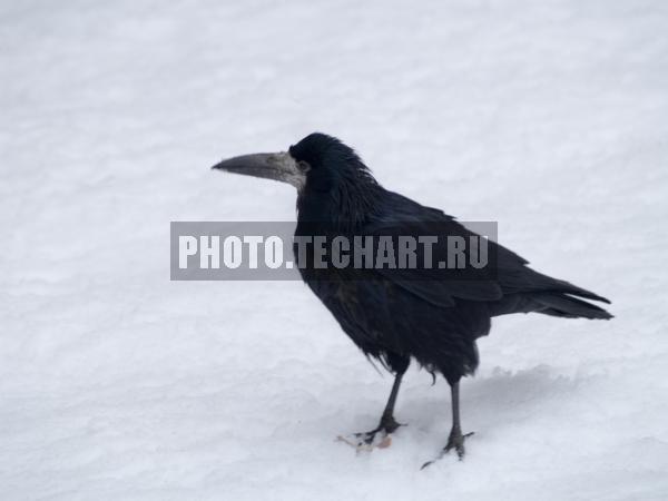 ворон / Животные / птицы