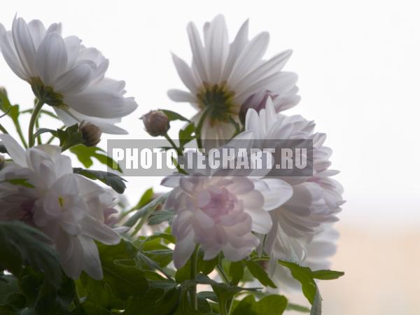хризантема / Растения / цветы