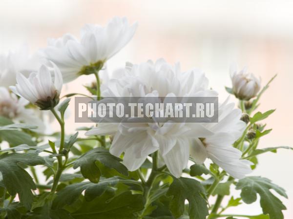 хризантема / Растения / цветы