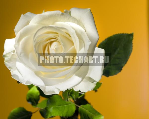 белая роза / Растения / цветы
