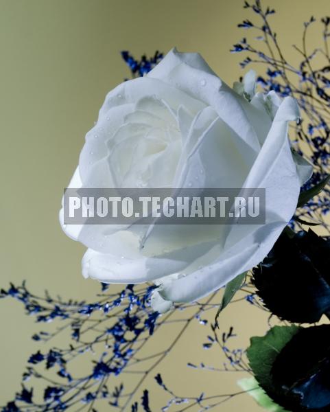 роза / Растения / цветы