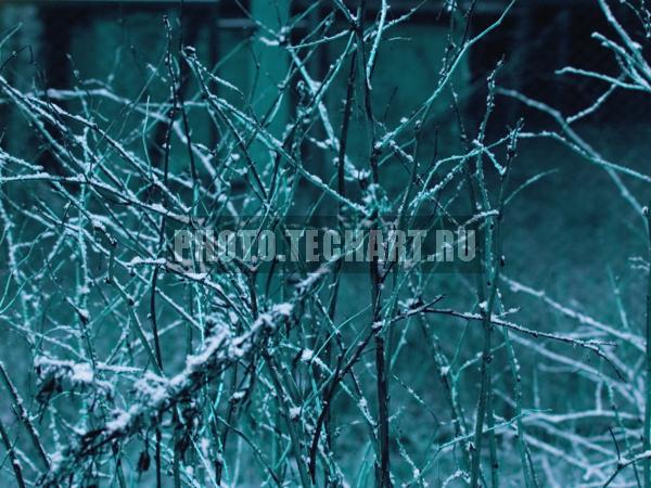 снежные веточки / Растения / деревья