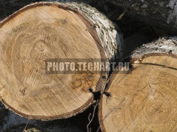 распиленное дерево / Фоны и фактуры / природные