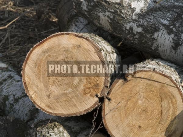 распиленное дерево / Фоны и фактуры / природные