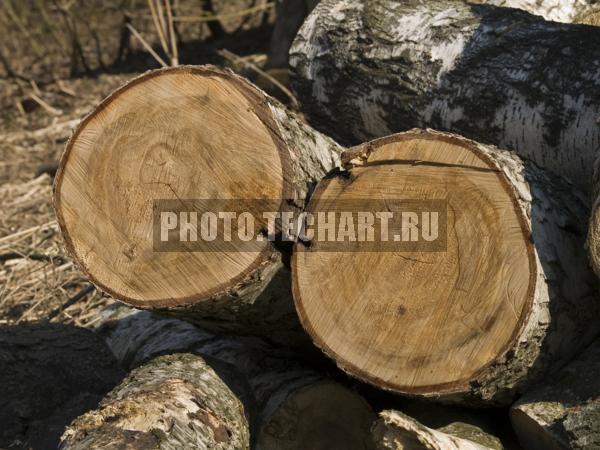 распиленное дерево / Фоны и фактуры / природные