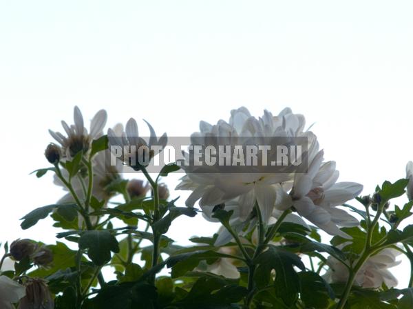 белые хризантемы / Растения / цветы