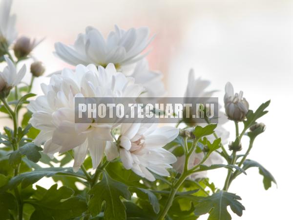 белые хризанетмы / Растения / цветы