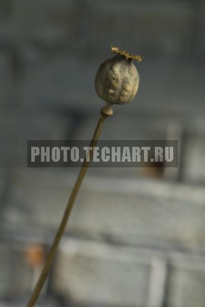 коробочка мака / Растения / цветы