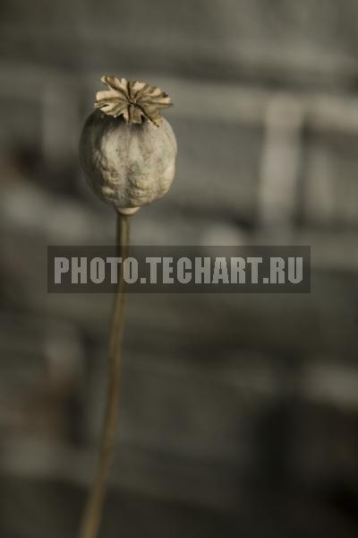 коробочка мака / Растения / цветы