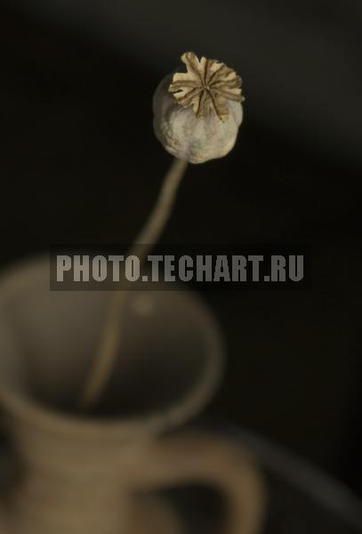 коробочка мака / Растения / цветы