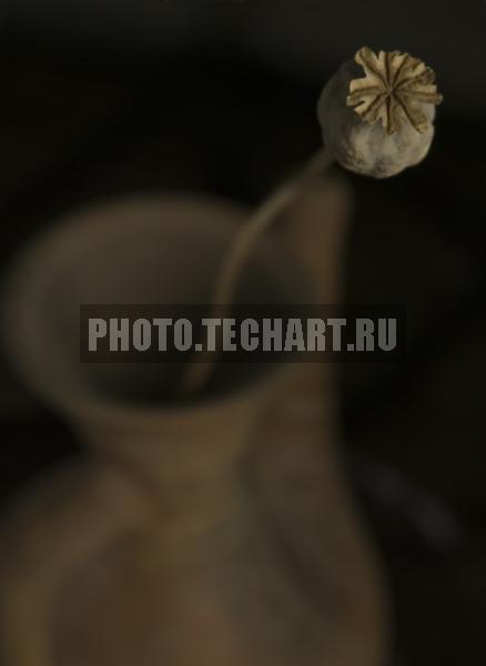 коробочка мака / Растения / цветы