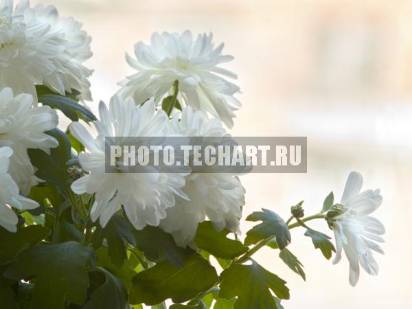  / Растения / цветы