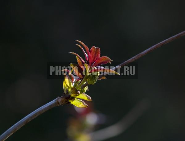 ветка с первыми листочками / Растения / деревья