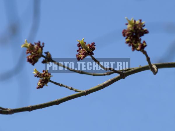 весенние ветки / Растения / деревья