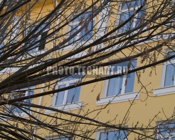 ветки на фоне дома / Растения / деревья