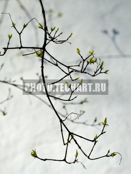 ветки на фоне стены / Растения / деревья