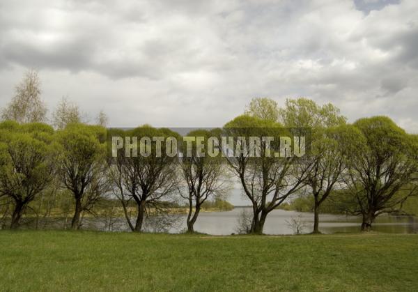 деревья у реки / Растения / деревья