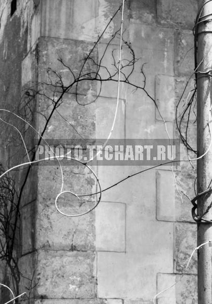 веточка / Фоны и фактуры / природные