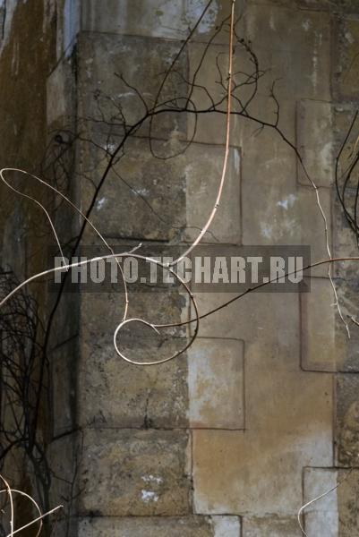 веточка / Фоны и фактуры / природные