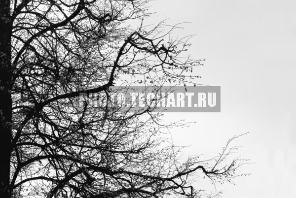 ветки / Растения / деревья