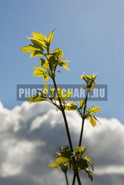 ветка на фоне облаков / Растения / деревья