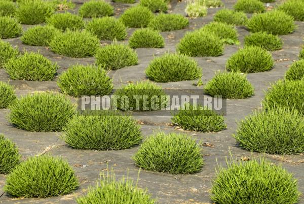 Ландшафтный дизайн. Травка / Растения / листья, трава