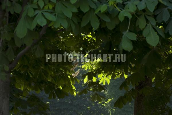 Каштаны, освещенные солнцем / Растения / деревья